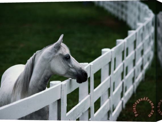 Raymond Gehman White Horse Staring Over a Wooden Fence Stretched Canvas Painting / Canvas Art