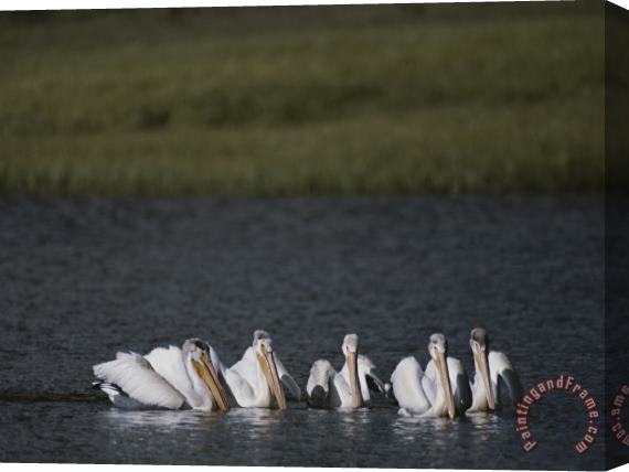 Raymond Gehman White Pelicans Encircling Fish on Yellowstone Lake Stretched Canvas Print / Canvas Art