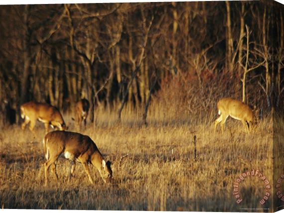 Raymond Gehman White Tailed Deer Eating in a Meadow Stretched Canvas Painting / Canvas Art