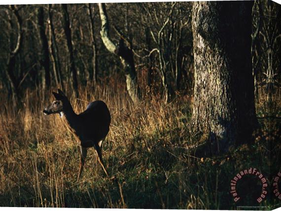 Raymond Gehman White Tailed Deer Standing Near Oak Tree at Woods Edge Stretched Canvas Painting / Canvas Art