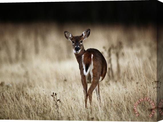 Raymond Gehman White Tailed Deer Vocalizing in Meadow Area Stretched Canvas Painting / Canvas Art