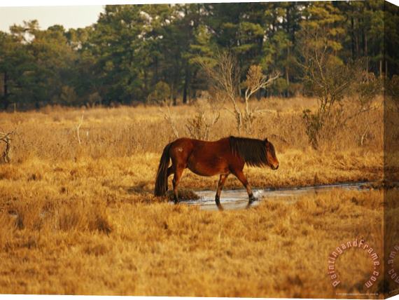Raymond Gehman Wild Chincoteague Pony Crossing a Marsh Near a Maritime Forest Stretched Canvas Print / Canvas Art