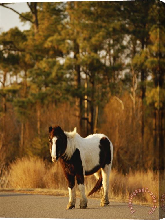 Raymond Gehman Wild Chincoteague Pony on a Paved Road Near a Loblolly Forest Stretched Canvas Painting / Canvas Art