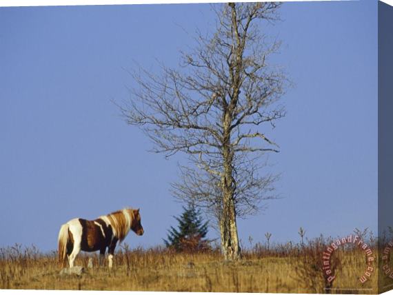 Raymond Gehman Wild Horse And an Ash Tree on The Appalachian Trail Stretched Canvas Print / Canvas Art