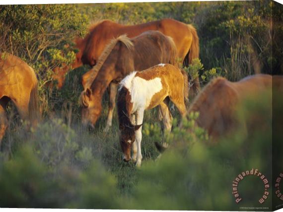 Raymond Gehman Wild Ponies And Foal Graze on Tender Grasses Stretched Canvas Print / Canvas Art