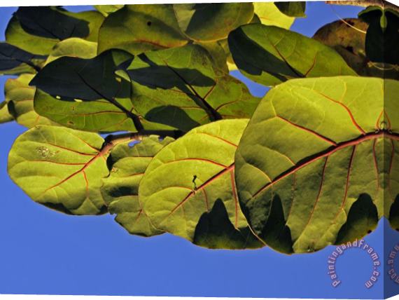 Raymond Gehman Wild Sea Grape Leaves Shine in The Afternoon Sun Stretched Canvas Print / Canvas Art