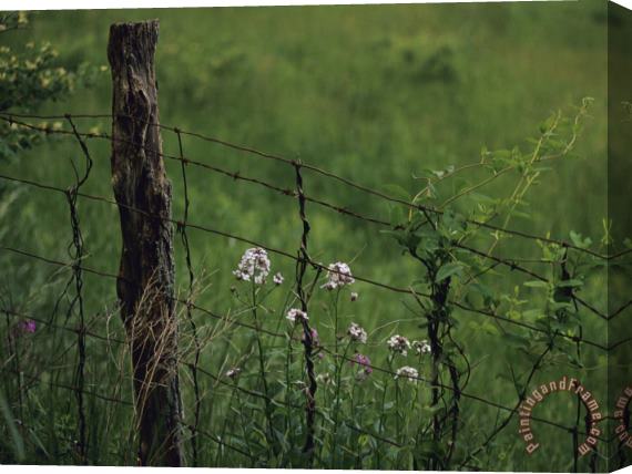 Raymond Gehman Wildflowers And Vines Growing in an Old Fence Topped with Barbed Wire Stretched Canvas Painting / Canvas Art