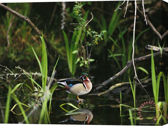 Raymond Gehman Wood Duck Reflected in Creek Water Stretched Canvas Painting / Canvas Art