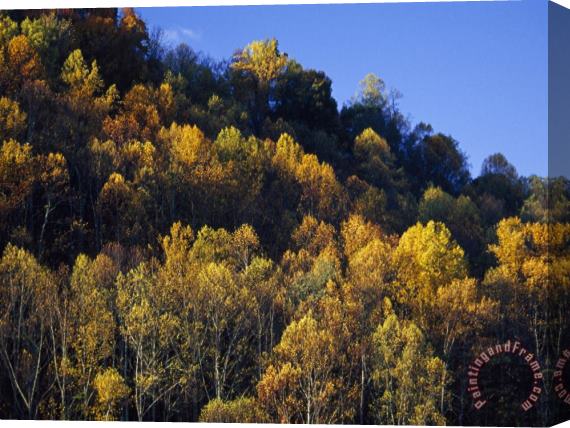Raymond Gehman Yellow Birch Maple And Poplar Leaves Brighten Paint Mountain Stretched Canvas Print / Canvas Art