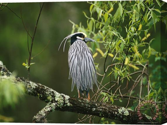 Raymond Gehman Yellow Crowned Night Heron Nyctanassa Violacea on a Branch Stretched Canvas Painting / Canvas Art