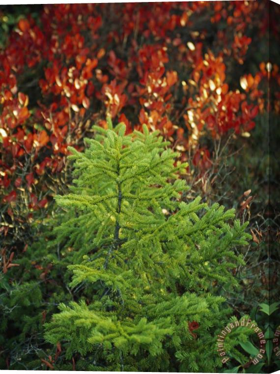 Raymond Gehman Young Red Spruce Tree with Autum Hued Shrubs in Background Stretched Canvas Print / Canvas Art