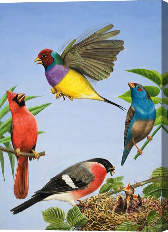 RB Davis Tropical Birds Stretched Canvas Print / Canvas Art
