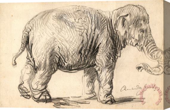 Rembrandt Harmensz van Rijn An Elephant, 1637 Stretched Canvas Painting / Canvas Art
