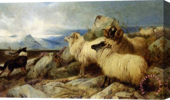 Richard Ansdell Herding The Flock Stretched Canvas Painting / Canvas Art