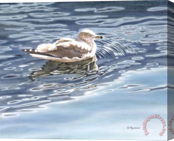 Richard De Wolfe Ringed Bill Gull Stretched Canvas Painting / Canvas Art