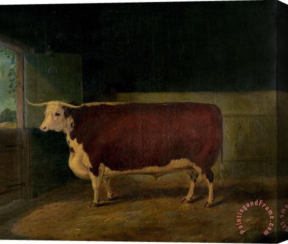 Richard Whitford Portrait of a Prize Hereford Steer Stretched Canvas Painting / Canvas Art