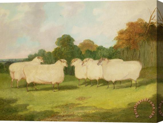 Richard Whitford Study of Sheep in a Landscape Stretched Canvas Painting / Canvas Art