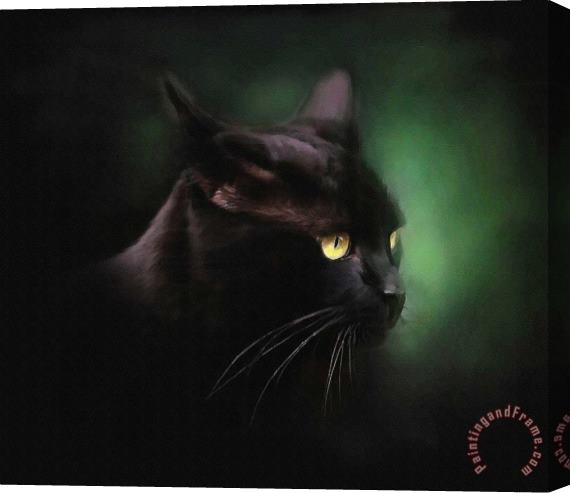 Robert Foster Black Cat Stretched Canvas Print / Canvas Art