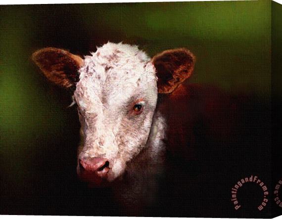 Robert Foster Calf Stretched Canvas Painting / Canvas Art