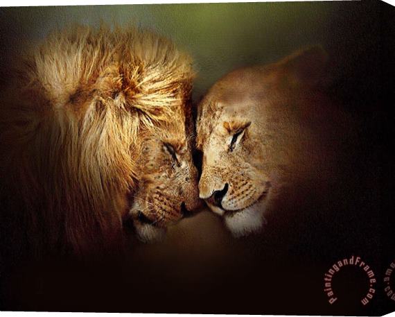 Robert Foster Lion Love Stretched Canvas Painting / Canvas Art