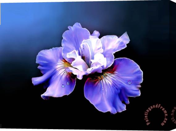 Robert Foster Siberian Iris Stretched Canvas Print / Canvas Art