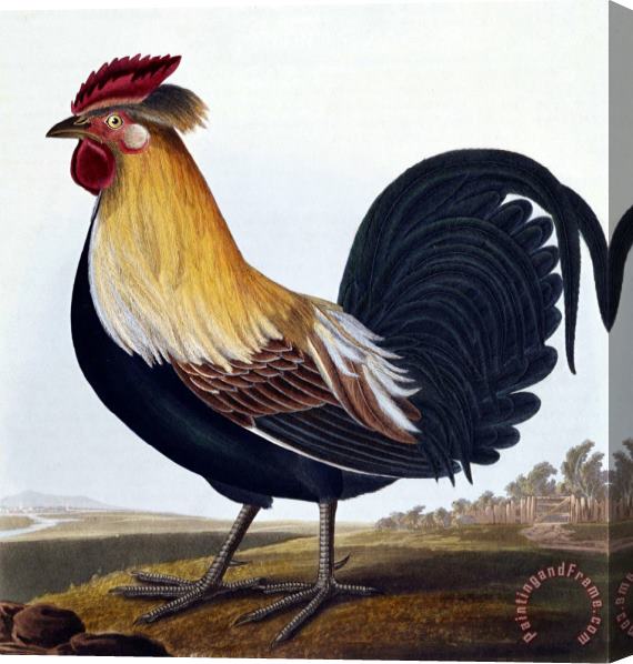 Robert Havell Cock (phasianus) Stretched Canvas Painting / Canvas Art