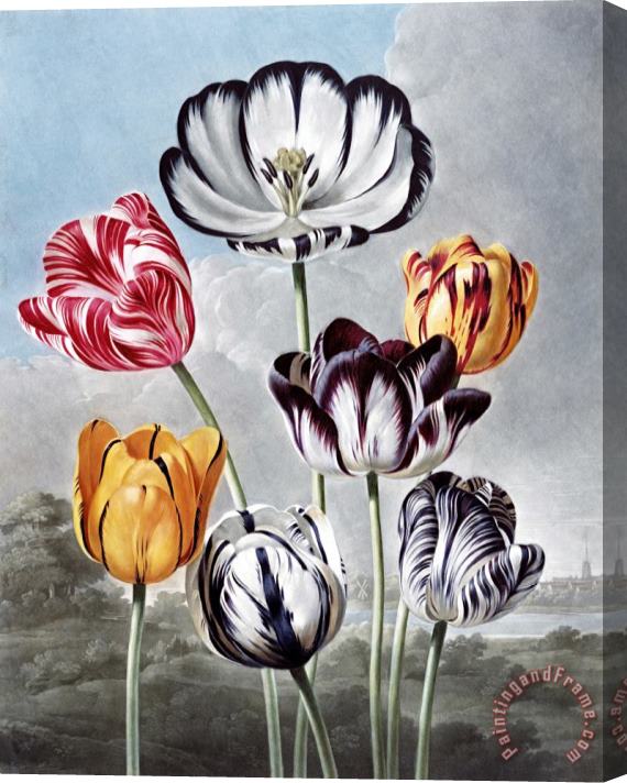 Robert John Thornton Tulips Stretched Canvas Painting / Canvas Art