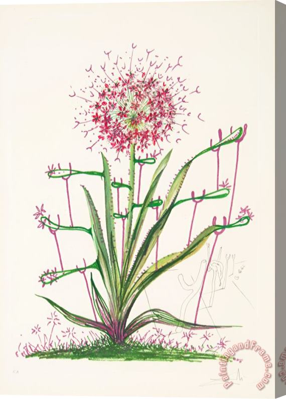 Salvador Dali Desert Cactus, From Florals, 1972 Stretched Canvas Print / Canvas Art