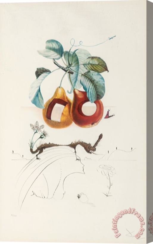 Salvador Dali Fruits Trouees (fruit with Holes), From Les Fruits Stretched Canvas Print / Canvas Art