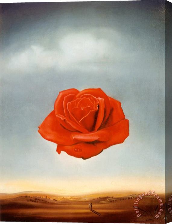 Salvador Dali Meditative Rose Stretched Canvas Print / Canvas Art