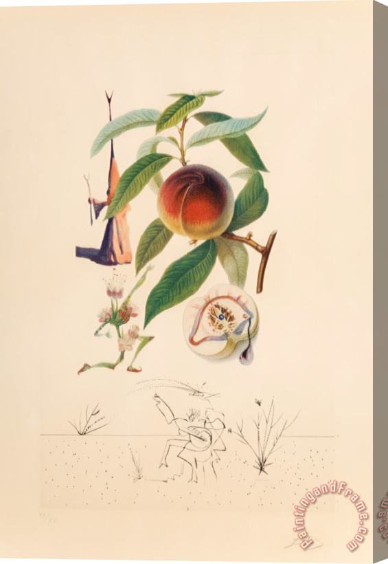 Salvador Dali Pecheur Penitant, From Flor Dali Les Fruits, 1969 Stretched Canvas Painting / Canvas Art