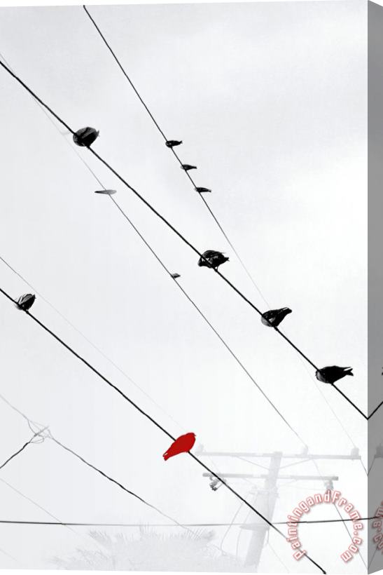 Sara Abbott Birds on a Wire II Stretched Canvas Print / Canvas Art