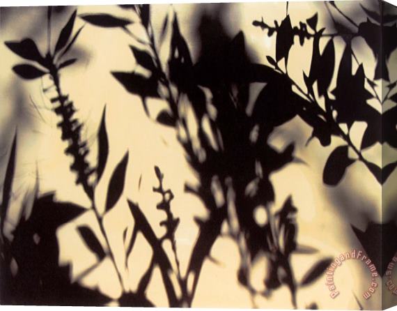 Sara Abbott Shadow Branches I Stretched Canvas Painting / Canvas Art