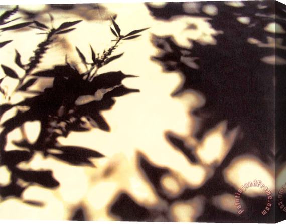 Sara Abbott Shadow Branches II Stretched Canvas Painting / Canvas Art