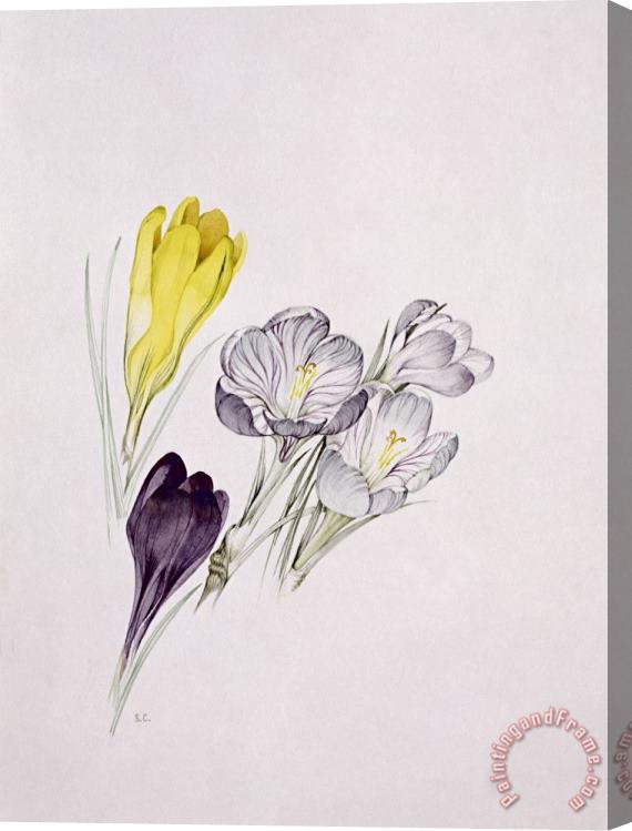 Sarah Creswell Crocus Stretched Canvas Painting / Canvas Art