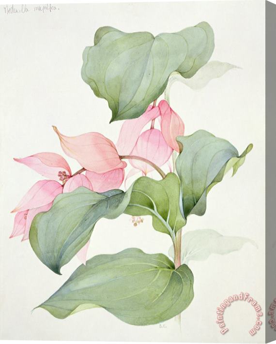 Sarah Creswell Medinilla Magnifica Stretched Canvas Painting / Canvas Art
