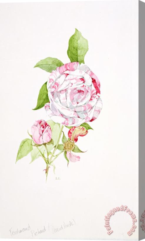 Sarah Creswell Rosa Ferdinand Pichard Stretched Canvas Print / Canvas Art