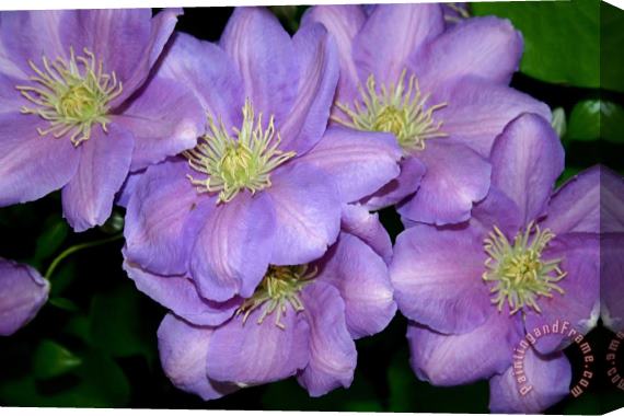 Sarah OToole The Clematis Gang Stretched Canvas Painting / Canvas Art