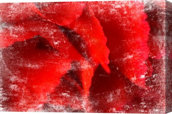 Sia Aryai Carnation Red I Stretched Canvas Print / Canvas Art