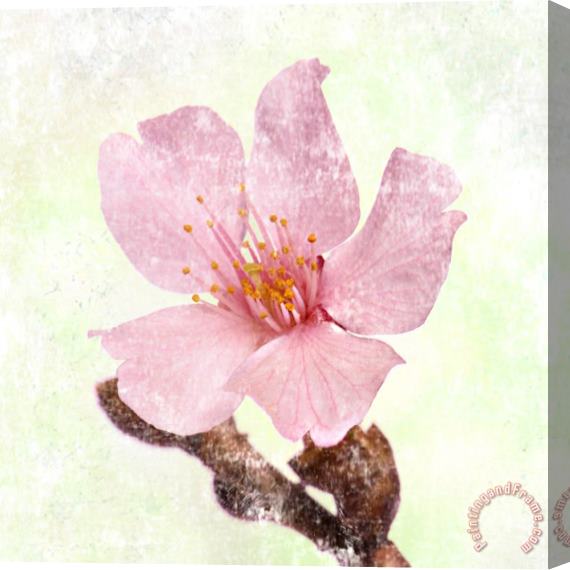 Sia Aryai Cherry Blossom Stretched Canvas Painting / Canvas Art