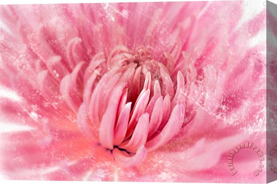 Sia Aryai Chrysanthenum Pink Stretched Canvas Print / Canvas Art