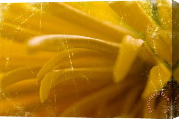 Sia Aryai Chrysanthenum Yellow Stretched Canvas Print / Canvas Art