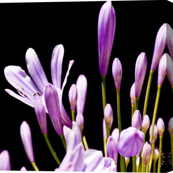Sia Aryai Floret Purple V Stretched Canvas Print / Canvas Art
