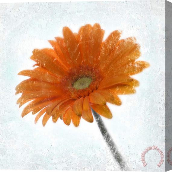 Sia Aryai Gerbera Orange Stretched Canvas Painting / Canvas Art