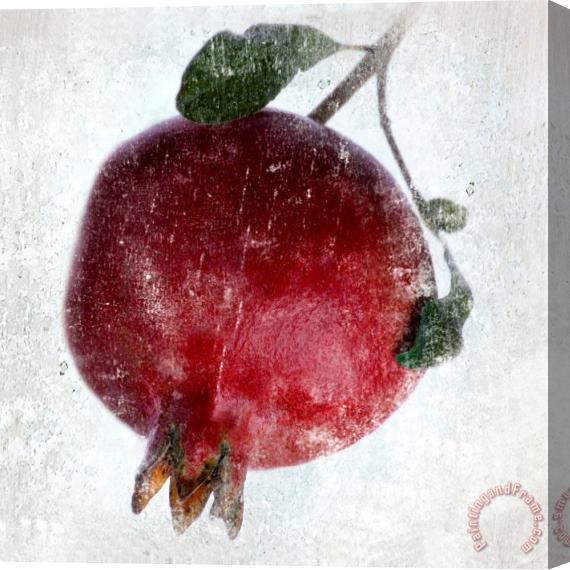 Sia Aryai Pomegranate Stretched Canvas Print / Canvas Art