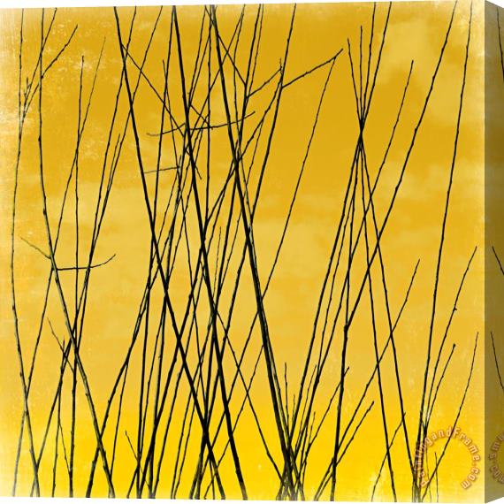Sia Aryai Shine I Stretched Canvas Painting / Canvas Art