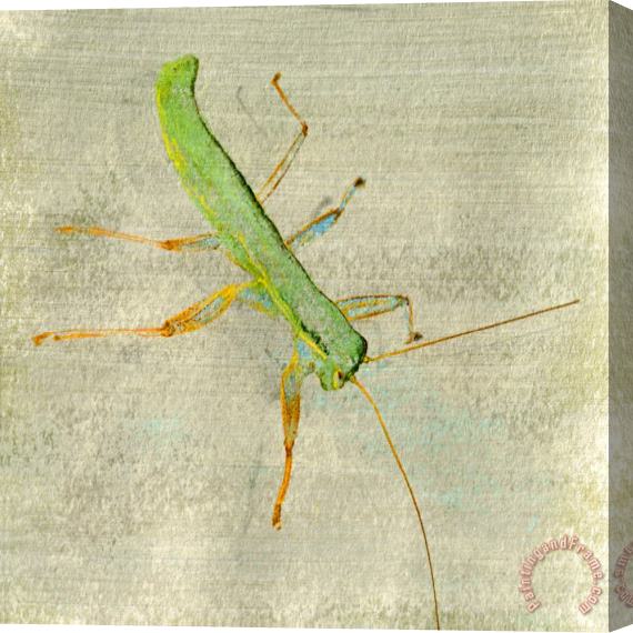 Sia Aryai Sugar Bug I Stretched Canvas Painting / Canvas Art