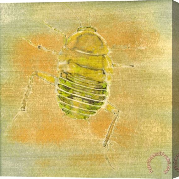 Sia Aryai Sugar Bug III Stretched Canvas Painting / Canvas Art