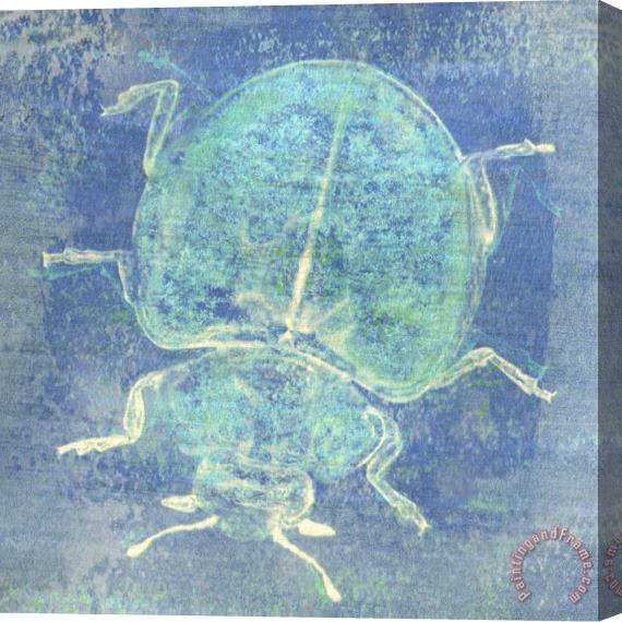 Sia Aryai Sugar Bug IV Stretched Canvas Painting / Canvas Art