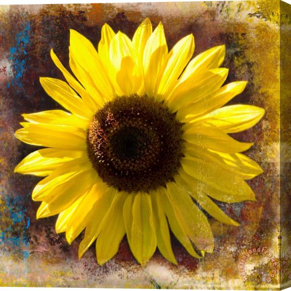 Sia Aryai Sunflower Yellow Stretched Canvas Print / Canvas Art